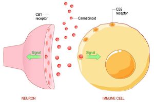 Endocannabinoid System Receptors